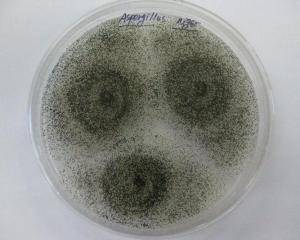 高产淀粉酶黑曲霉菌种诱变选育及固态发酵条件研究 飞凡检测